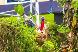 jardin thaïlandais et poulet de dinde de ferme phuket thaïlande. photo