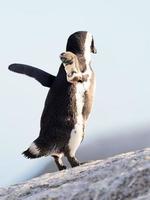 pingouin africain à la plage de rocher photo