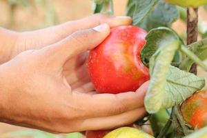 mains tenant des tomates photo