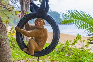 singe macaque enchaîné sur des pneus dans la jungle sur la plage en thaïlande. photo