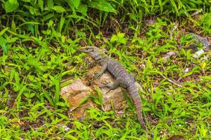 lézards geckos iguanes reptiles nature sur la branche de roche de pierre thaïlande. photo