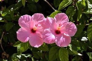 hibiscus rose dans le jardin photo