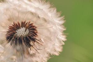 gros plan de pissenlit sur bannière de lumière naturelle, gros plan de nature artistique. fond de printemps été. macro nature de rêve, plante florale. fleur sauvage saisonnière abstraite bleu vert doux. concept de souhait et de rêve photo