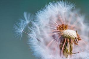 gros plan de pissenlit sur bannière de lumière naturelle, gros plan de nature artistique. fond de printemps été. macro nature de rêve, plante florale. fleur sauvage saisonnière abstraite bleu vert doux. concept de souhait et de rêve photo