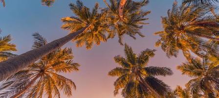 modèle de nature tranquille, palmiers avec ciel coucher de soleil. romantique, relaxant naturel scénique, paradis tropical. plage de l'île, vue artistique. belles feuilles, cocotiers. panorama des vacances d'été photo