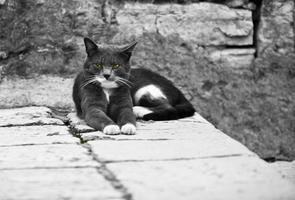 joli chat sérieux dans la rue de la vieille ville photo