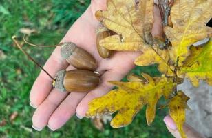 feuilles de chêne jaunies et glands dans une main féminine. photo