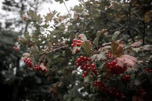 buisson de viorne rouge. photo