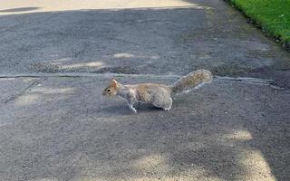 un petit écureuil traversant la route photo