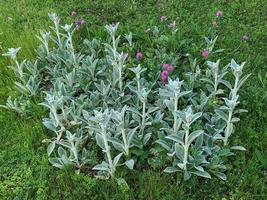 Buisson de stachys byzantina dans un jardin photo