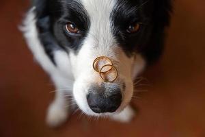 veux-tu m'épouser. portrait amusant d'un mignon chiot border collie tenant deux anneaux de mariage dorés sur le nez, gros plan. fiançailles, mariage, concept de proposition. photo