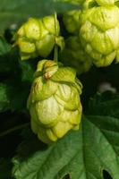 concept d'agriculture et d'agriculture. cônes de houblon bio mûrs verts frais pour faire de la bière et du pain, gros plan. houblon frais pour la production brassicole. plante de houblon poussant dans le jardin ou la ferme. photo