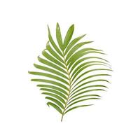 Feuille de palmier vert tropical isolé sur fond blanc photo