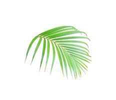 Feuille de palmier vert tropical isolé sur fond blanc photo