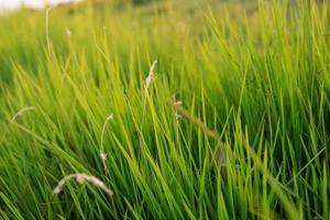 herbe verte fraîche dans la nature au coucher du soleil photo