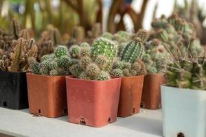 cactus mignon dans un beau pot photo