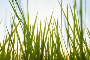 herbe verte fraîche dans la nature au coucher du soleil photo