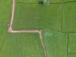 rizières vertes fraîches, photographies aériennes de drones photo