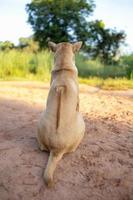 les chiens thaïlandais attendent que leurs propriétaires reviennent à la maison. photo