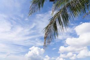 ciel bleu avec des nuages blancs et des feuilles de noix de coco dans la matinée lumineuse, beau fond tropical. photo