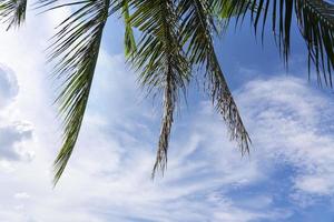 ciel bleu avec des nuages blancs et des feuilles de noix de coco dans la matinée lumineuse, beau fond tropical. photo