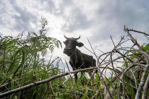 un angle bas d'un buffle noir tend la main pour manger de l'herbe dans une zone rurale photo