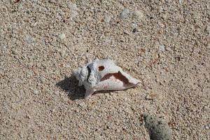 coquille dans le sable photo