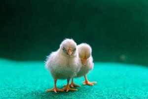 les poussins jaunes photo