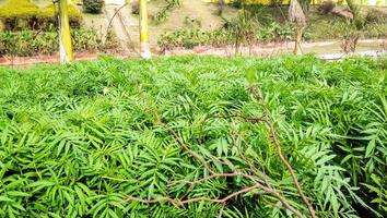 feuilles vertes de souci plante dans le jardin photo