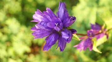 gros plan, de, a, fleur violette photo