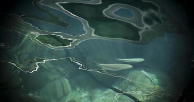 eau de mer peu profonde turquoise avec des poissons visibles photo