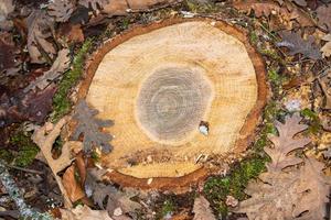 tronc d'arbre coupé au milieu de la forêt photo