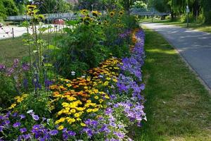 fleurs dans le parc photo