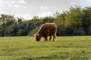 vaches montagnardes dans les dunes de wassenaar aux pays-bas. photo