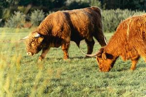 vaches montagnardes dans les dunes de wassenaar aux pays-bas. photo