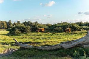 vaches montagnardes dans les dunes de wassenaar aux pays-bas. photo