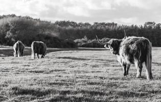 vaches montagnardes dans les dunes de wassenaar aux pays-bas. photo