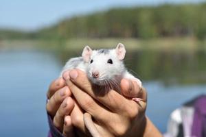 le rat de compagnie dumbo est assis sur les mains de l'hôtesse lors d'une promenade dans le parc par une journée d'été ensoleillée. portrait d'un rat de compagnie blanc sur les mains d'un homme. photo