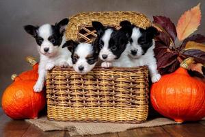 Quatre chiots papillon mignons dans un panier en osier avec des citrouilles orange photo