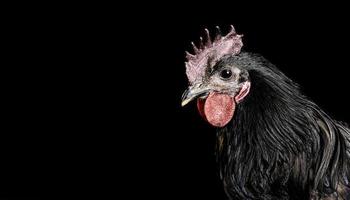 portrait d'un coq noir gros plan noir isolé photo