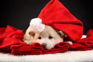 chiot shiba inu blanc dans un bonnet rouge sur fond sombre. photo