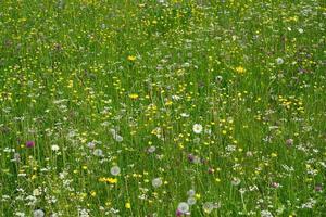 champ avec des fleurs d'été photo