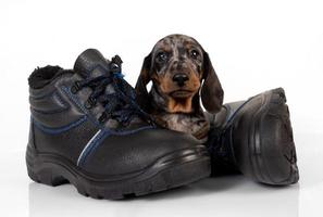 petit chiot teckel avec des chaussures allongé sur un fond de studio blanc photo