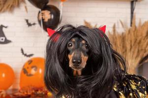 un chien teckel habillé en sorcière avec une maîtresse décore la maison pour halloween. photo