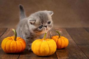 chaton drôle avec des citrouilles orange sur fond sombre. le concept des vacances d'halloween photo
