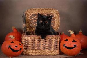 chat noir comme symbole d'halloween dans un panier en osier avec une citrouille orange photo