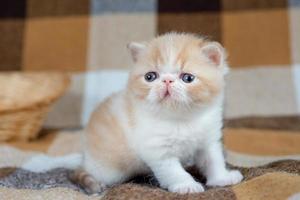 un beau chaton rouge d'une race exotique à poil court est assis sur le canapé à la maison. la couleur est crème avec un blanc photo