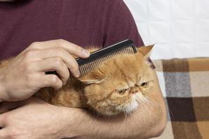 un homme prend soin d'un chat rouge de la race exotique, peigne un chat rouge avec une brosse. le concept d'hygiène des chats, de soins pour animaux de compagnie photo