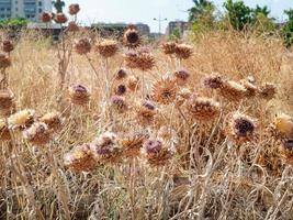 Globe artichaut ou cardon, cynara cardunculus, têtes de graines séchées dans un parc d'une ville photo