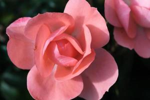 plante de rose rose gros plan extérieur, fleur de rose rouge naturelle avec de beaux pétales, un bourgeon coloré de la fleur sauvage en fleurs dans le jardin d'été, amour et arrière-plan romantique. photo